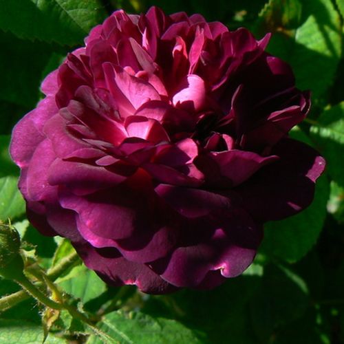 Vendita, rose rose galliche - porpora - Rosa Ombrée Parfaite - rosa dal profumo discreto - Jean-Pierre Vibert - ,-